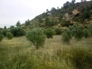 1229851451.webp