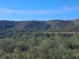 1225835309.webp