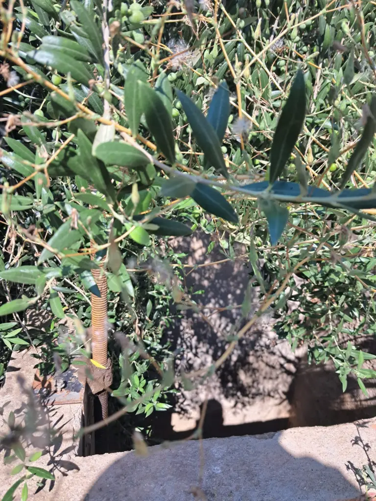 WhatsApp Image 2025-08-29 at 11.50.55 (2).webp