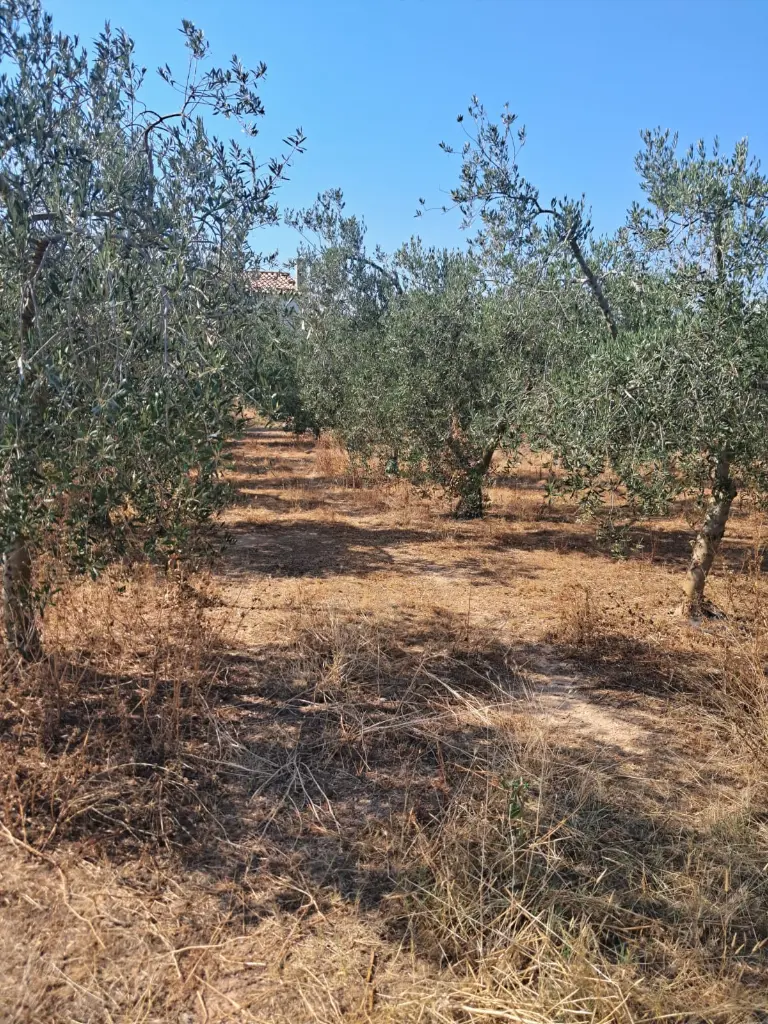 WhatsApp Image 2025-08-29 at 12.27.07 (2).webp